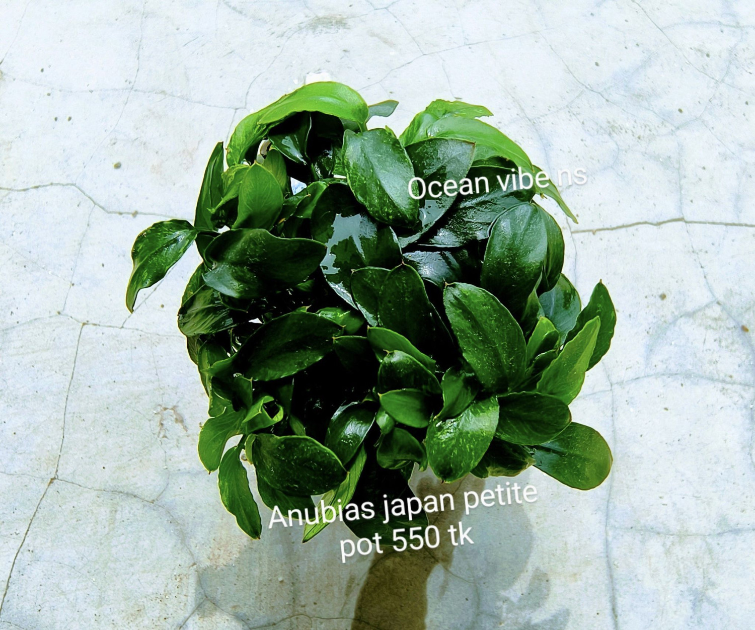 Anubias Japan Petite