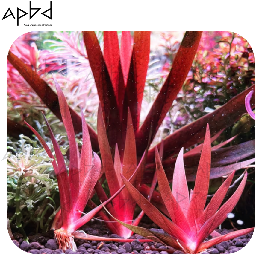 Eriocaulon xyris (Large Pipe-like Leaves) - Rare High-Tech Plant