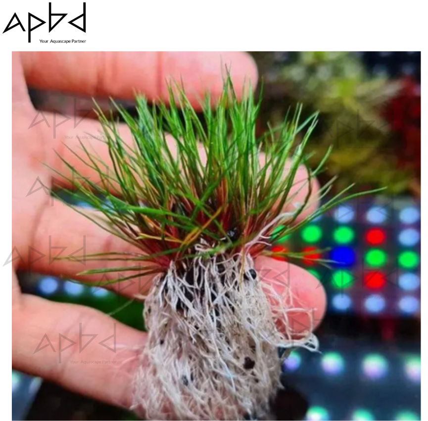 Eriocaulon 'Blood Vomit' (Centrolepis sp.) - Rare High-Tech Plant