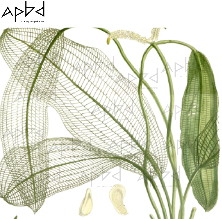 Madagascar Lace Plant (Aponogeton madagascariensis) - Rare Bulb